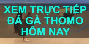 trực tiếp đá gà Thomo 88