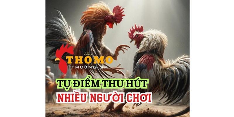 Những ưu điểm khi xem trực tiếp đá gà Thomo 88 tại BJ88